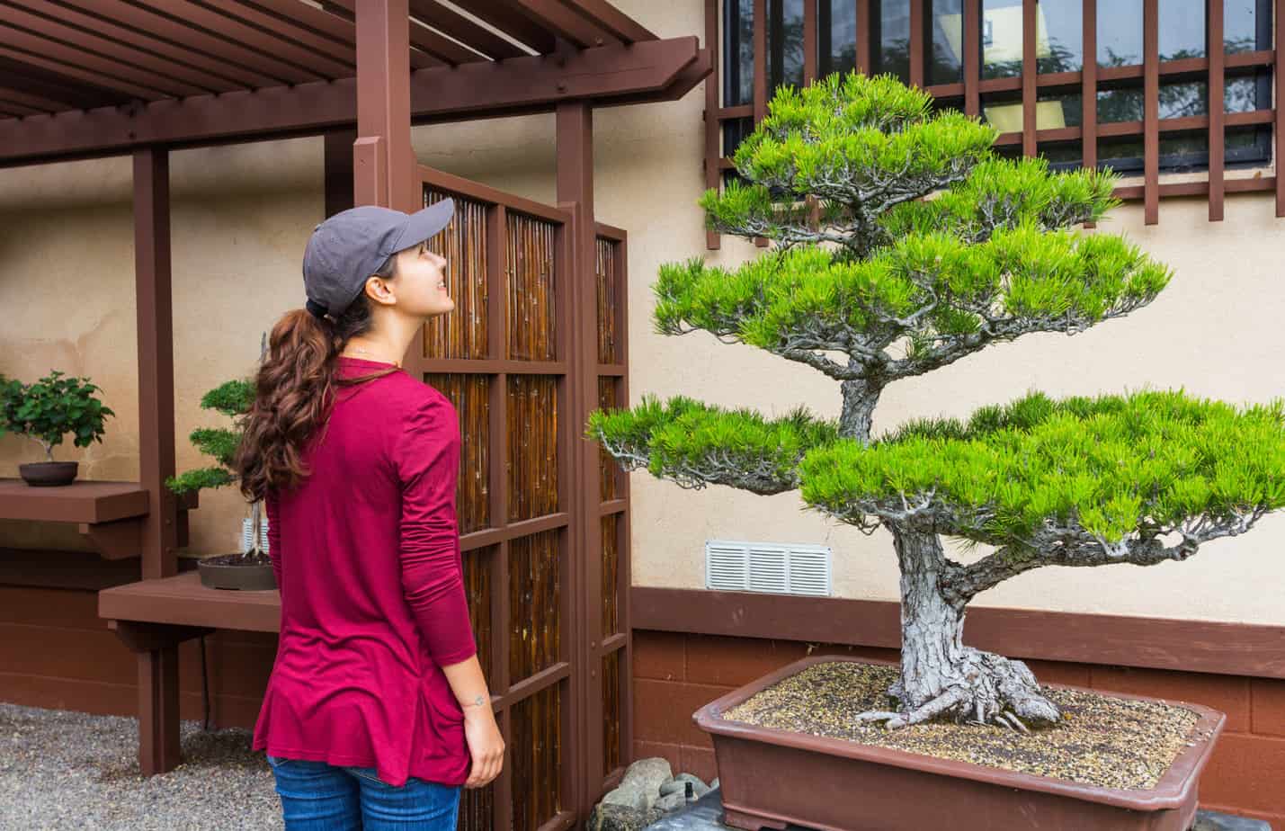 bonsai and being oneself