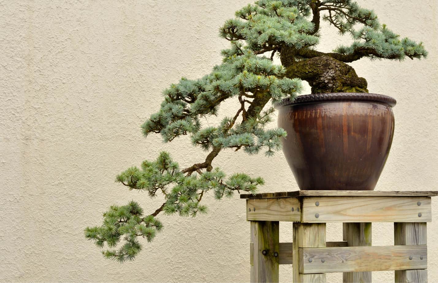 Choosing the Right Bonsai Pots For Bonsai Trees Plantly