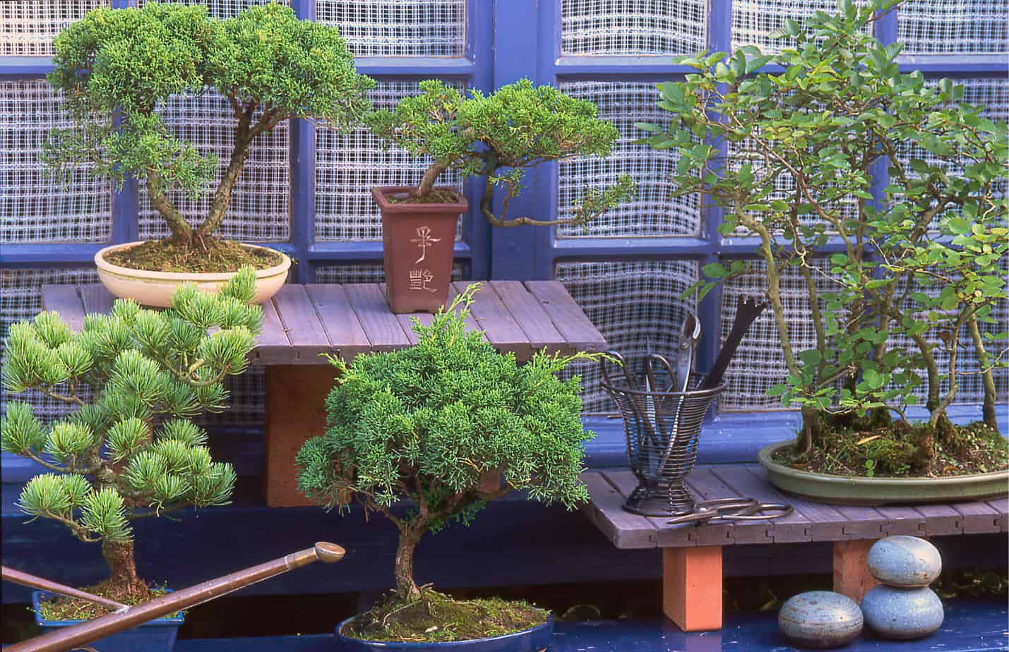 Top 20+ Best Bonsai Trees For Beginners