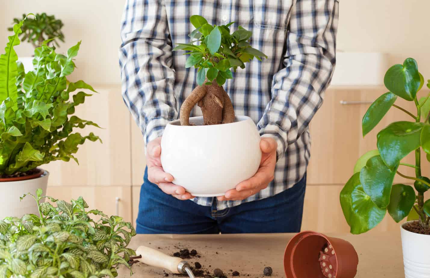 bonsai repotting