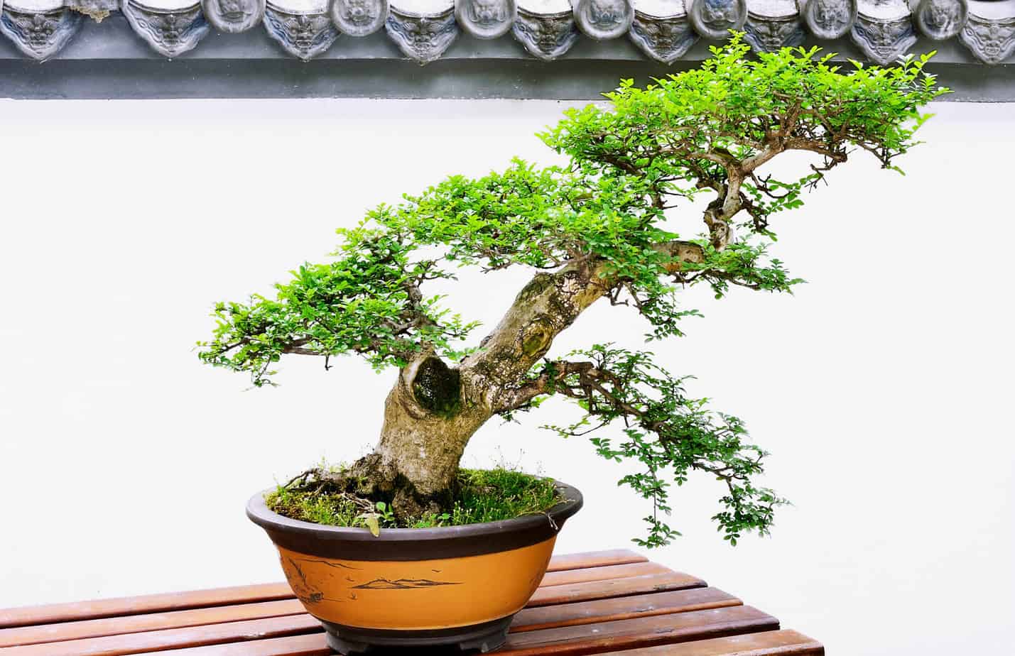 bonsai shakan