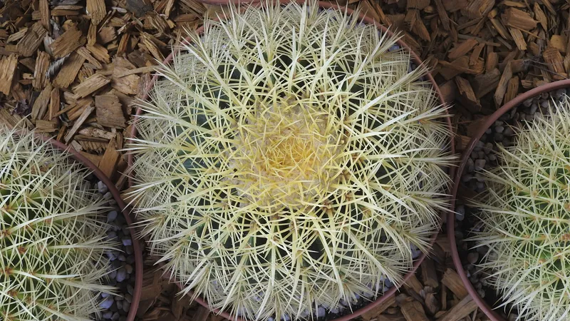 golden barrel cactus in a pot