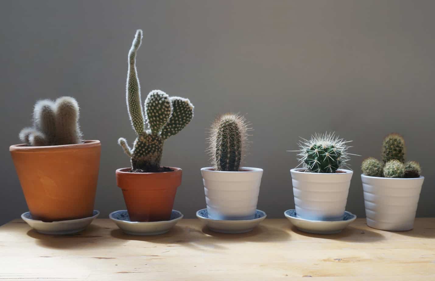 Expert Tips to Take Care of a Cactus General Tips Plantly