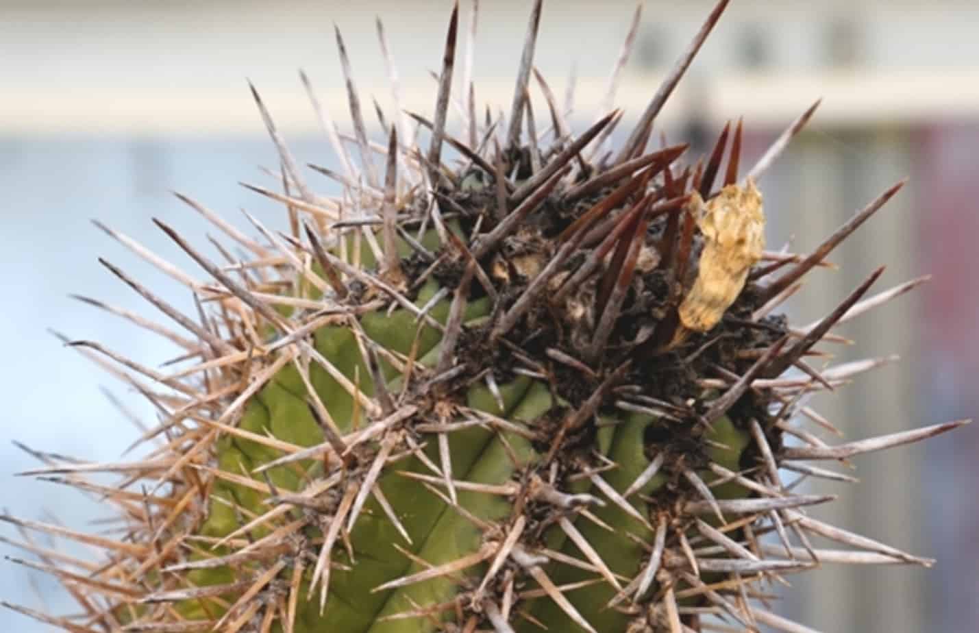 cactus disease