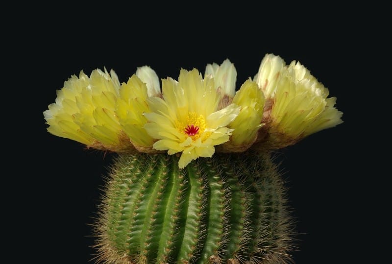 noto cactus