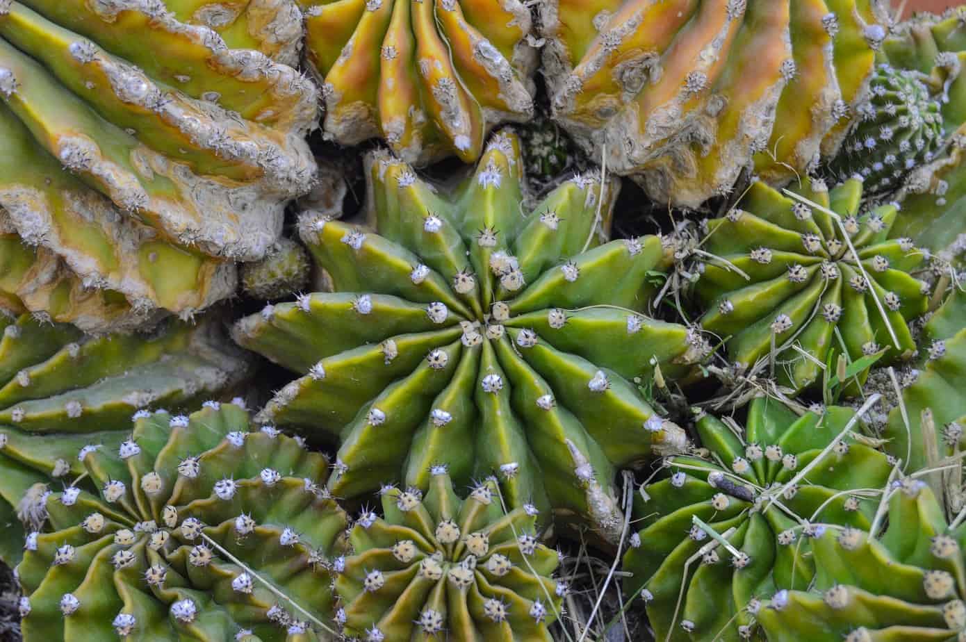 sea urchin cactus