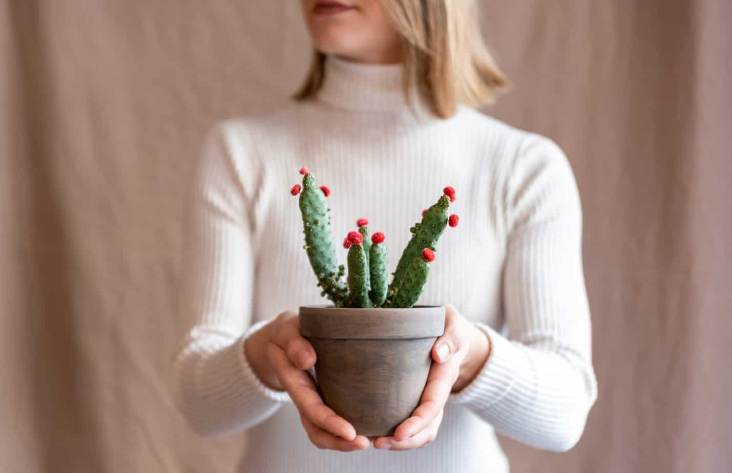 flowering cactus care