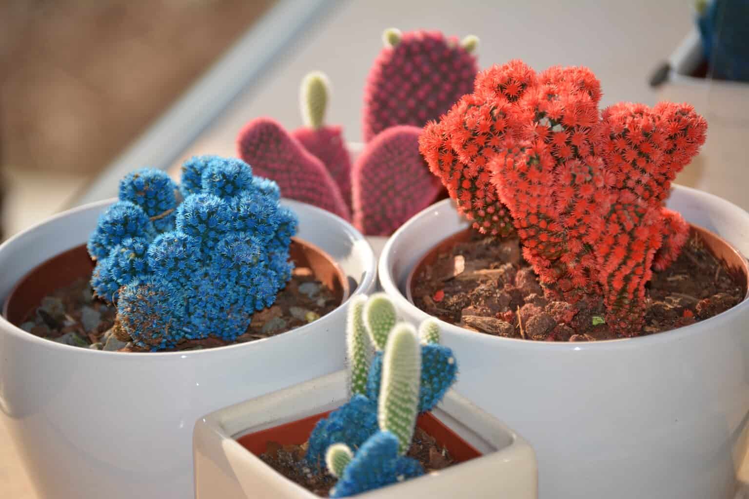 desert gems cactus