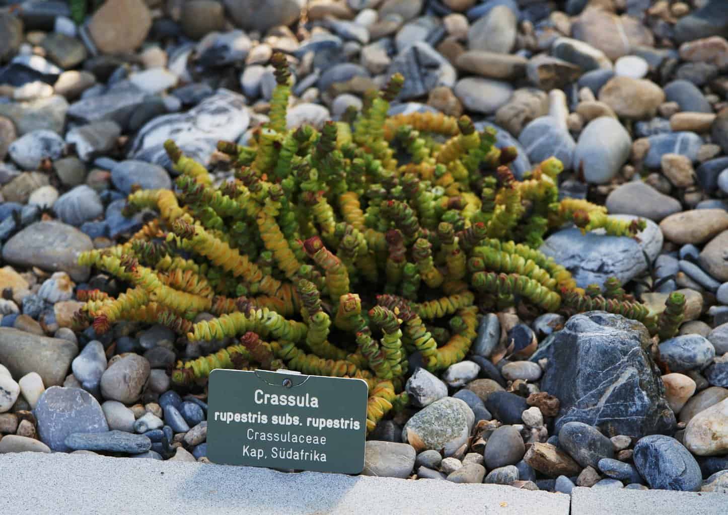 Crassula rupestris subsp