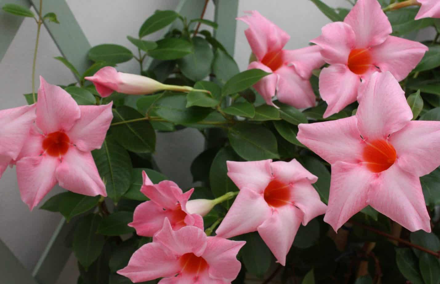 Dipladenia Plant Care Guide | Plantly