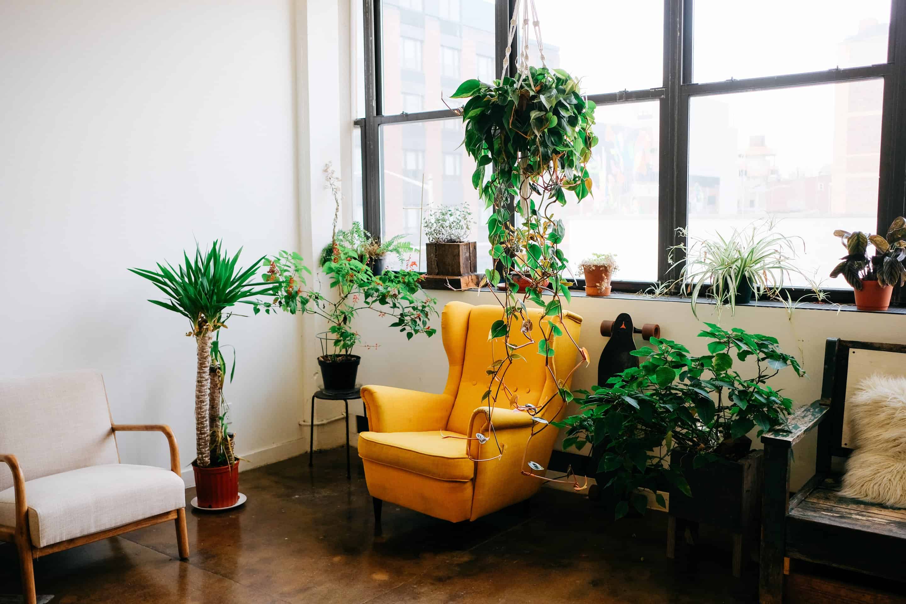 yellow chair with sorrounding plants