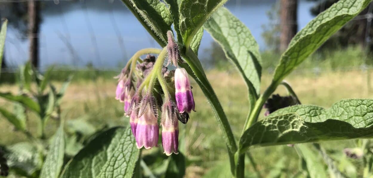 Organic Comfrey for Sale Crowns, Cuttings and Knuckles. No chemicals or