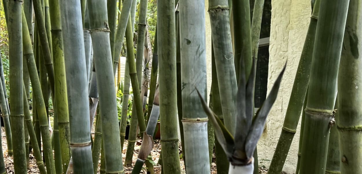 Oasis Bamboo Tropical Nursery