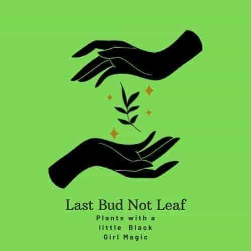 Last Bud Not Leaf