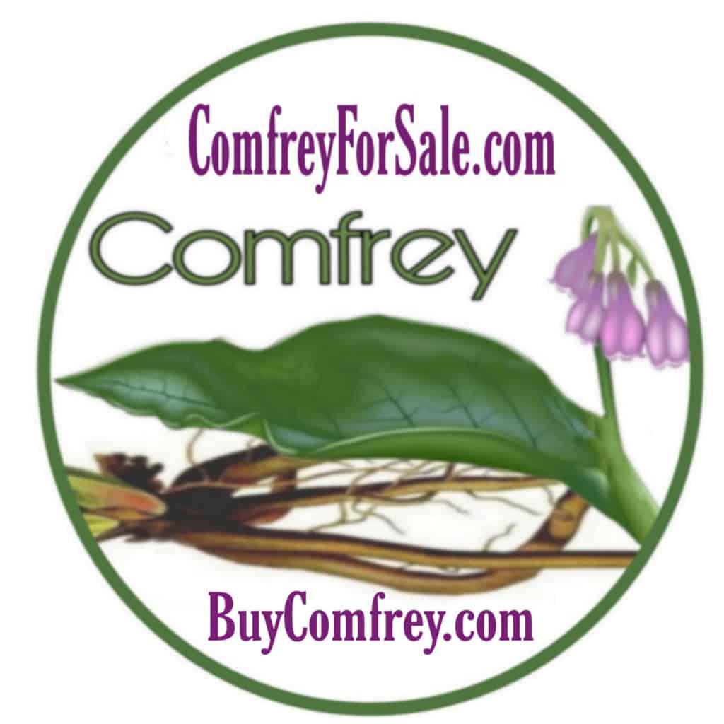 Organic Comfrey for Sale Crowns, Cuttings and Knuckles. No chemicals or