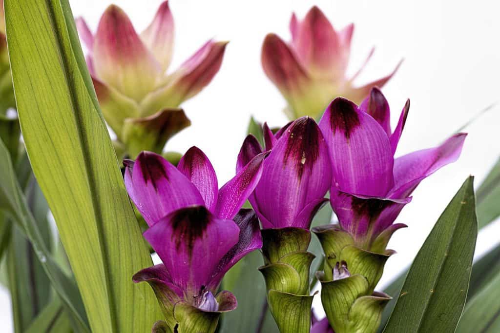 Curcuma Plant Care Plantly