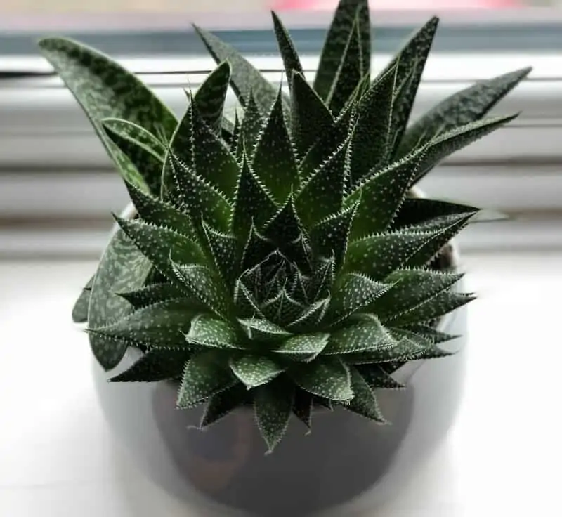 Gasteraloe Twilight Zone Plant Care | Plantly