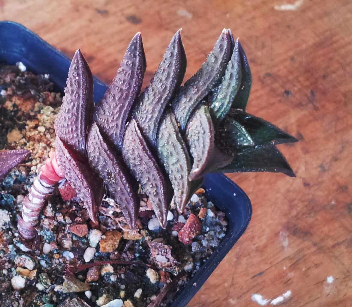Haworthiopsis nigra – Black Haworthia