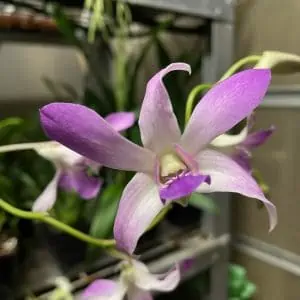 Orchid- Dendrobium Jacquelyn Thomas 'Uniwai Supreme'