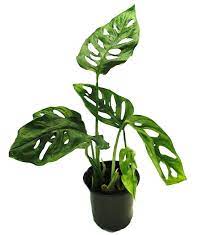 Monstera deliciosa | Swiss cheese plant | split-leaf philodendron