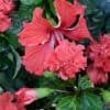El Capitolio Red tropical hibiscus in 4" pot