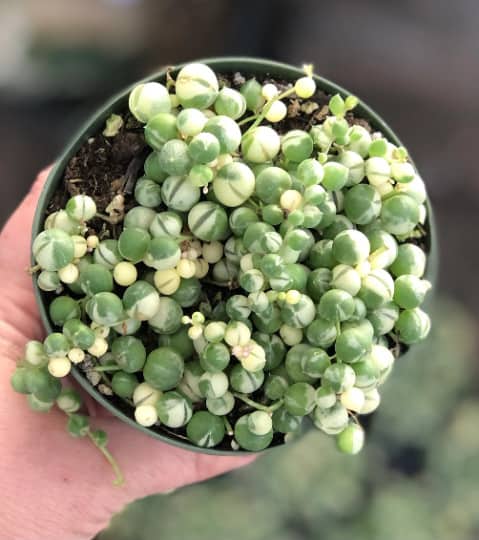 Variegated String of Pearls, Plantly