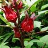 live Hibiscus sabdariffa plant