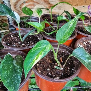 Variegated Epipremnum Pinnatum Albo Plant