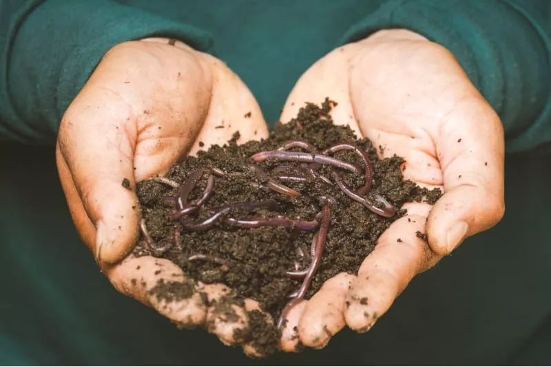 fertile soil with worm casting