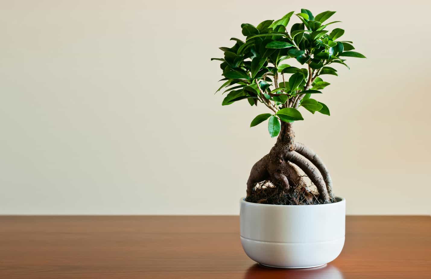 ficus bonsai for beginners