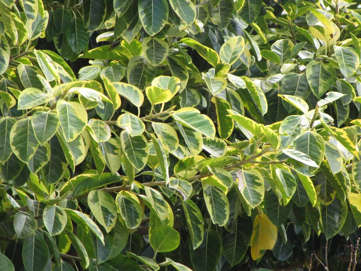 variegated Ficus Benghalensis 