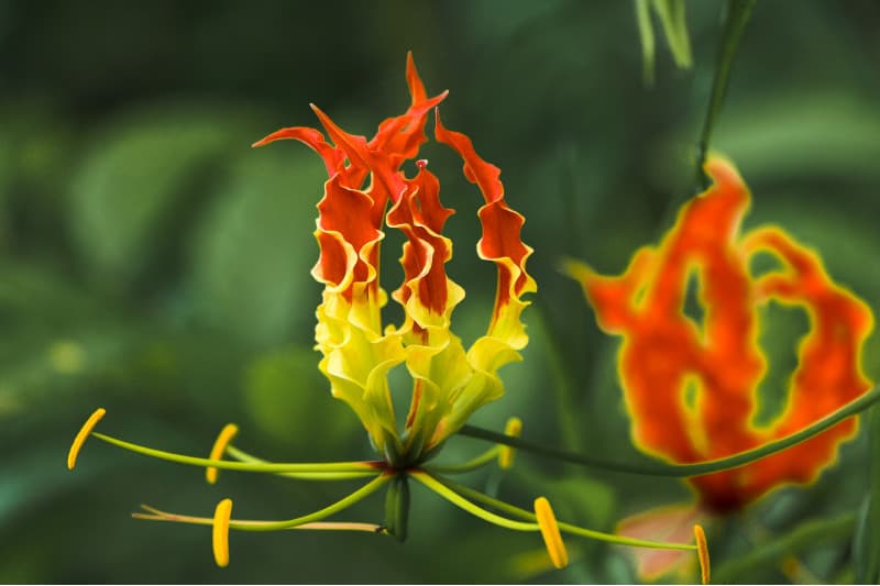 fire lily growth zone