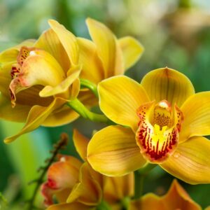 yello cimbidium orchid in a garden