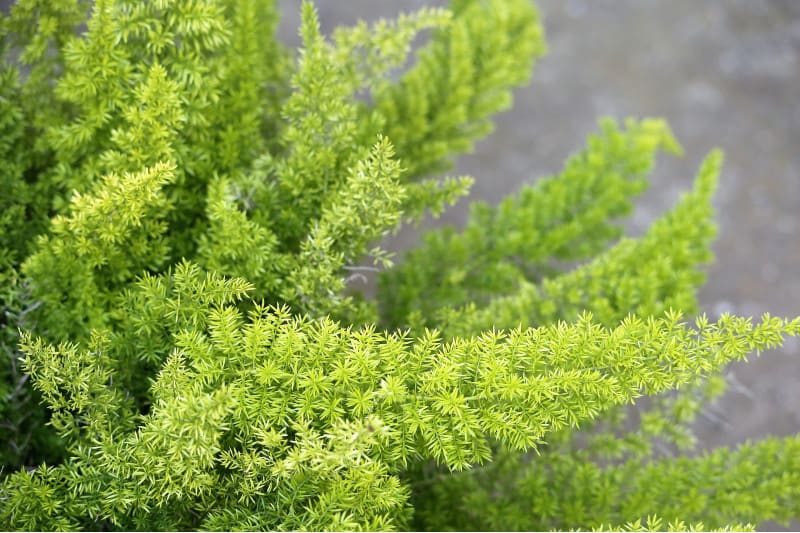 Asparagus Fern Plant Care