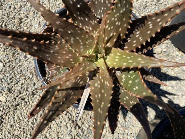 Succulent Plant Mature Aloe &#8216;Freckles&#8217;., Plantly