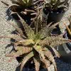 Succulent Plant Mature Aloe 'Freckles'.