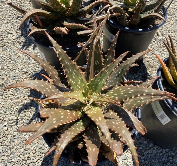 Succulent Plant Mature Aloe &#8216;Freckles&#8217;., Plantly