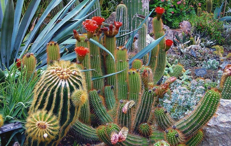 flowering cactus general care