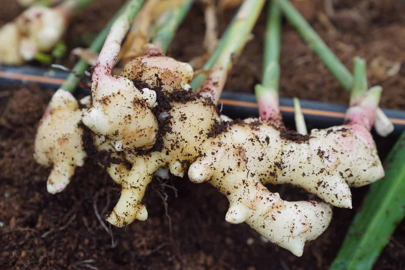 Galangal Plant Care & Growing Guide | Plantly