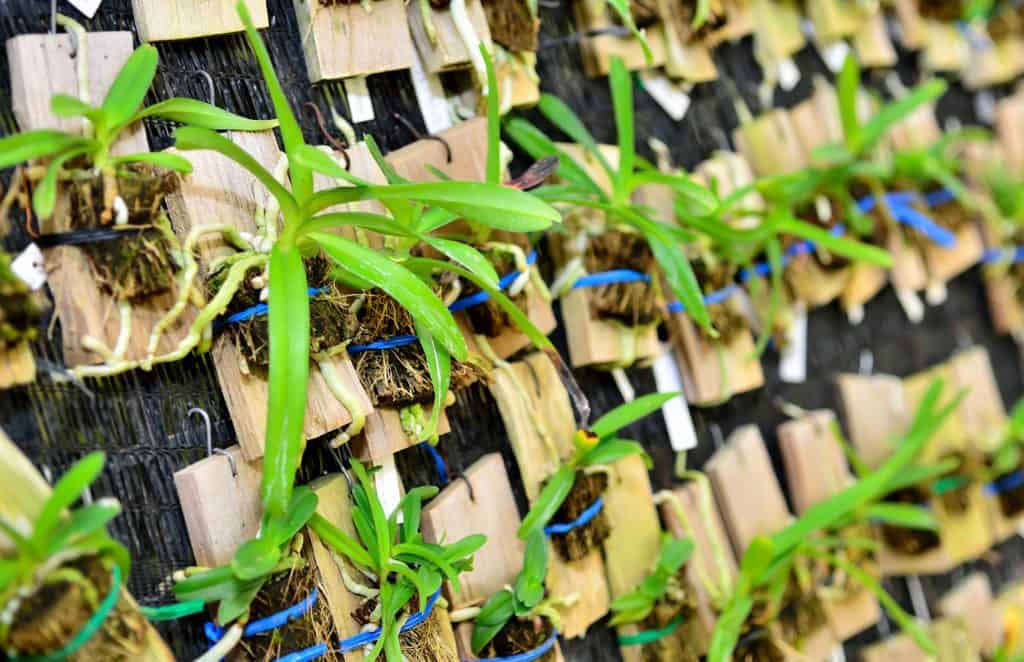 Reasons Why Orchid Flowers Fall Off Plantly