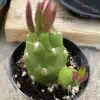 Cactus Plant Small Opuntia Gumbi