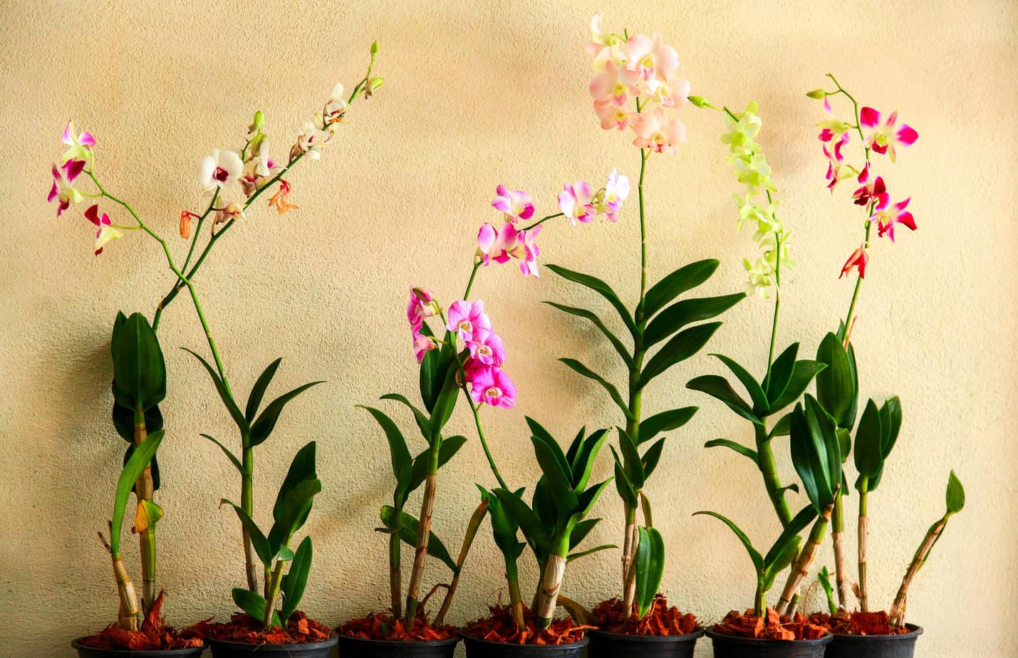 healthy orchids 