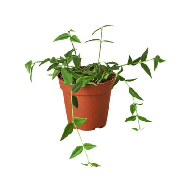 Hoya Bella &#8211; 4&#8243; Pot, Plantly
