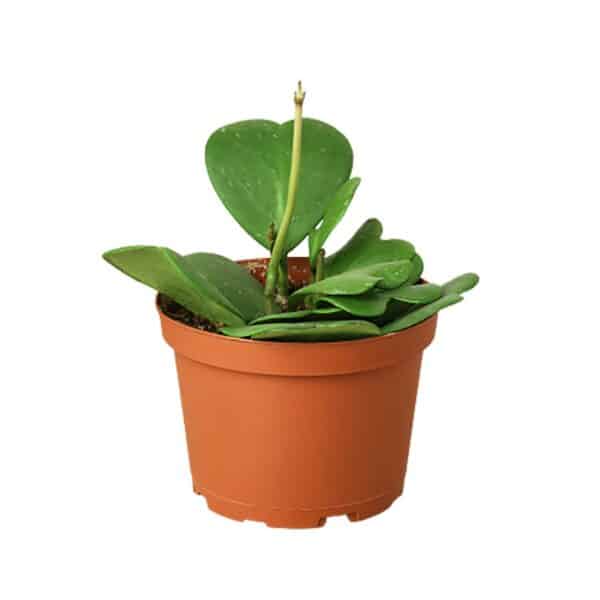 hoya kerrii plant in a pot.