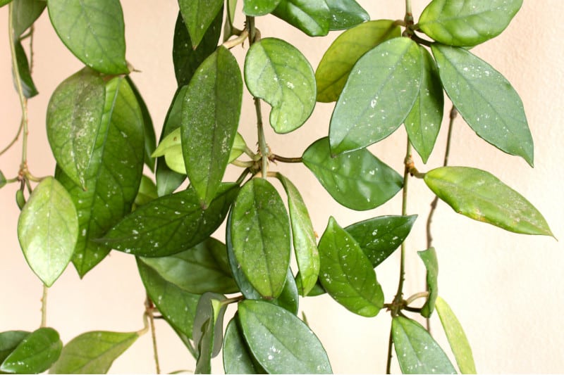 hoya light requirement