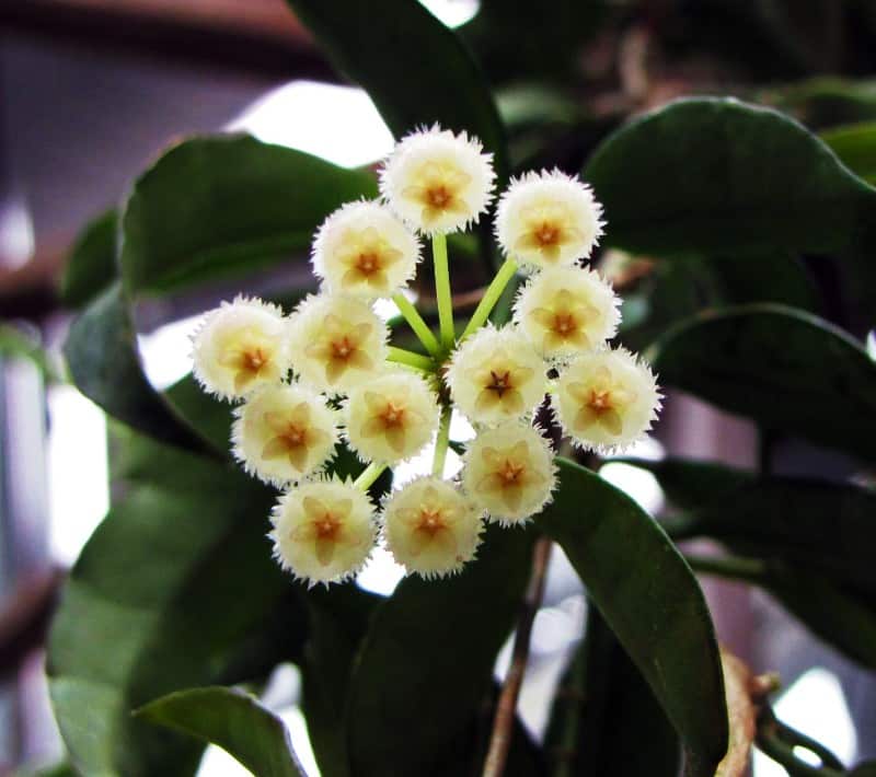 hoya lacunosa