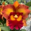 Cattleya Orchid Rlc Nakornchaisri delight 2" Pot