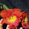 Cattleya Orchid Rlc Star Of Siam Fragrant Cattleyas comes in 2" P
