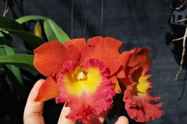 Cattleya Orchid Rlc Star Of Siam Fragrant Cattleyas comes in 2&#8243; P, Plantly