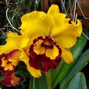 Cattleya Orchid Rlc. Lai Ching-Te Yellow Red 2" Pot